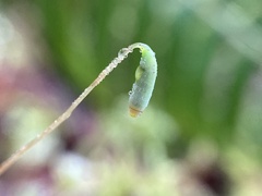 Leucolepis