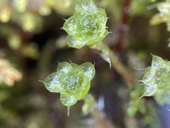 Leucolepis