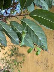 Hierodula membranacea