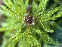 Leucolepis