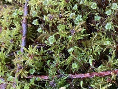 Leucolepis