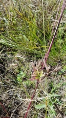 Anemone cylindrica