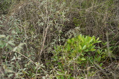 Lonicera interrupta