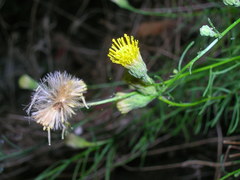 Erigeron reductus angustatus