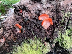 Aurantiporus pulcherrimus