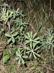 Lupinus rivularis