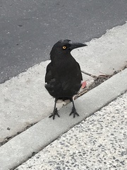 Strepera fuliginosa