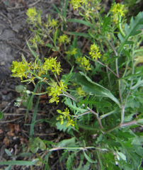 Rorippa curvisiliqua