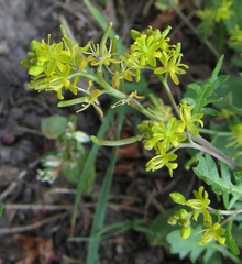 Rorippa curvisiliqua