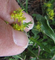 Rorippa curvisiliqua