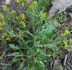 Rorippa curvisiliqua