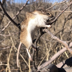 Perognathinae