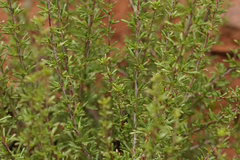 Adenostoma fasciculatum