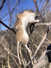 Perognathinae
