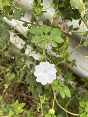 Ipomoea pes-tigridis