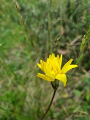 Microseris lanceolata
