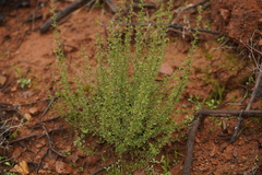 Adenostoma fasciculatum