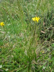 Microseris lanceolata
