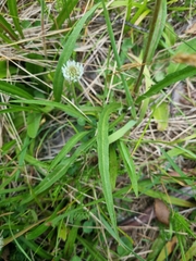 Microseris lanceolata