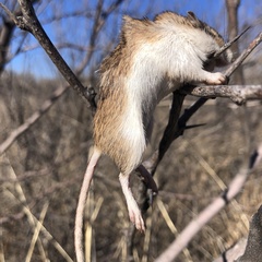 Perognathinae