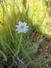 Rhodanthe anthemoides