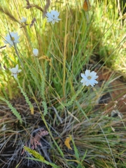 Rhodanthe anthemoides