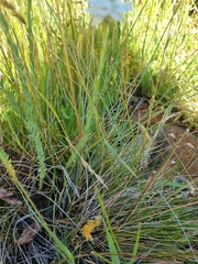 Rhodanthe anthemoides