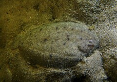 Pseudorhombus jenynsii