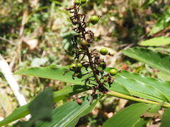 Alpinia arundelliana