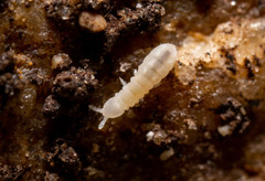 Onychiurinae