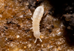Onychiurinae
