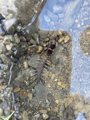Archichauliodes diversus