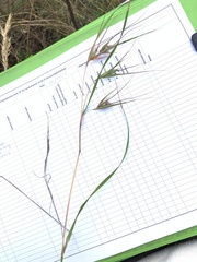 Themeda triandra