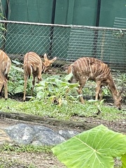 Tragelaphus eurycerus