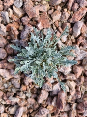 Baileya multiradiata