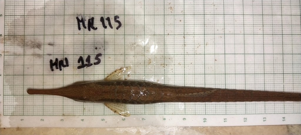 Striped twig catfish (Farlowella vittata) — Loricariidae