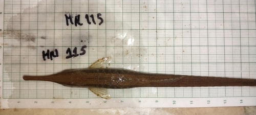 Striped twig catfish (Farlowella vittata) — Loricariidae
