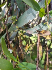 Eucalyptus pauciflora