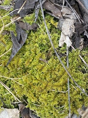 Callicladium imponens