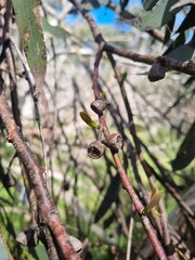 Eucalyptus pauciflora