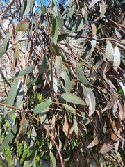 Eucalyptus pauciflora