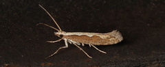 Plutella xylostella-australiana