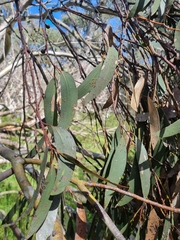 Eucalyptus pauciflora