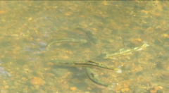 Catostomus occidentalis