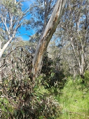 Eucalyptus pauciflora