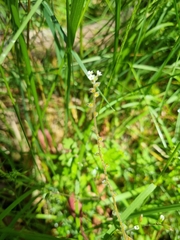 Myosotis australis
