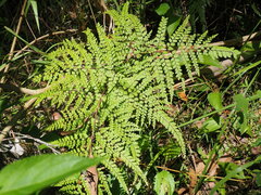 Adiantum formosum