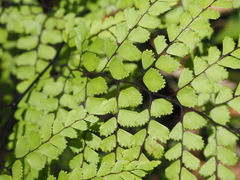 Adiantum formosum