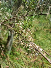 Ozothamnus