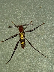 Neoclytus pusillus